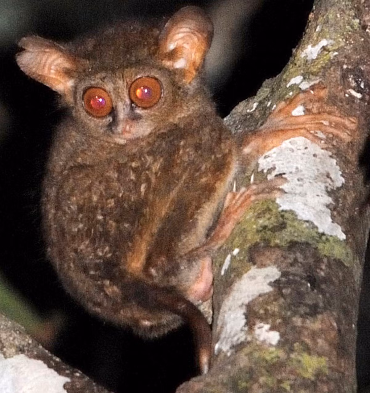 Từ khi được phát hiện, các nhà nghiên cứu đã nhận ra, khỉ Tarsier có một số đặc điểm hình thái rất khác thường so với các loài linh trưởng khác. (Ảnh: Sci-News)