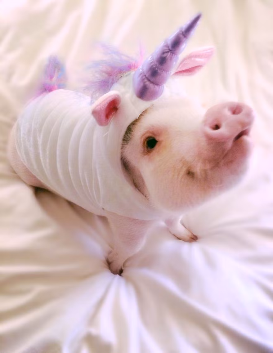 Theo chia sẻ của cô Melanie Gomez, Hamlet đến với cô khi cô đã ở trong tình trạng tuyệt vọng. (Nguồn Bored Panda)
