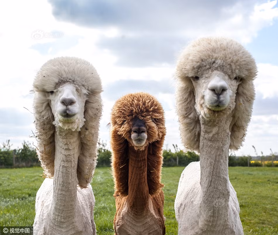 Những con lạc đà cừu (hay còn gọi là lạc đà Alpaca, tên khoa học là Vicugna pacos) siêu đáng yêu này thuộc sở hữu của bà Helen Kendall Smith, 53 tuổi ở trang trại Kensmyth Alpaca, Cirencester, Anh. Mới đây, chúng đã được "biến hình" nhân kỷ niệm 10 năm thành lập trang trang nuôi lạc đà cừu của bà chủ. (Nguồn Sina)