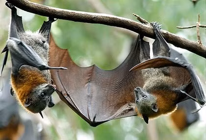 Điều này cho thấy, loài dơi có thể chủ động tiếp cận thông tin từ sóng siêu âm của đồng loại để học hỏi kinh nghiệm. Điều này có nghĩa là những thông tin mà dơi nghe lén được sẽ giúp phần bổ trợ cho chúng. (Ảnh: Mnn)
