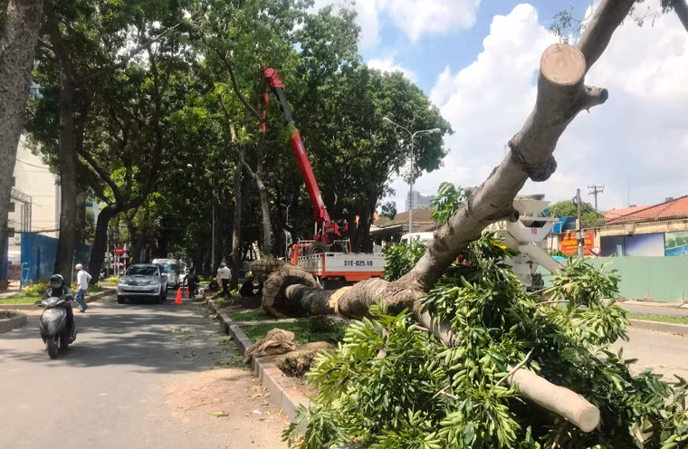 Nhiều người đi đường tỏ ra luyến tiếc khi nhìn thấy hàng cây xanh rợp bóng mát trên đường Tôn Đức Thắng bị đốn hạ.