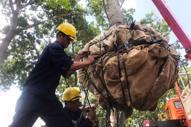 Gốc cây được bảo vệ trong mọi điều kiện tốt nhất cho việc duy trì sự sống của những cây xanh trên đường Tôn Đức Thắng.