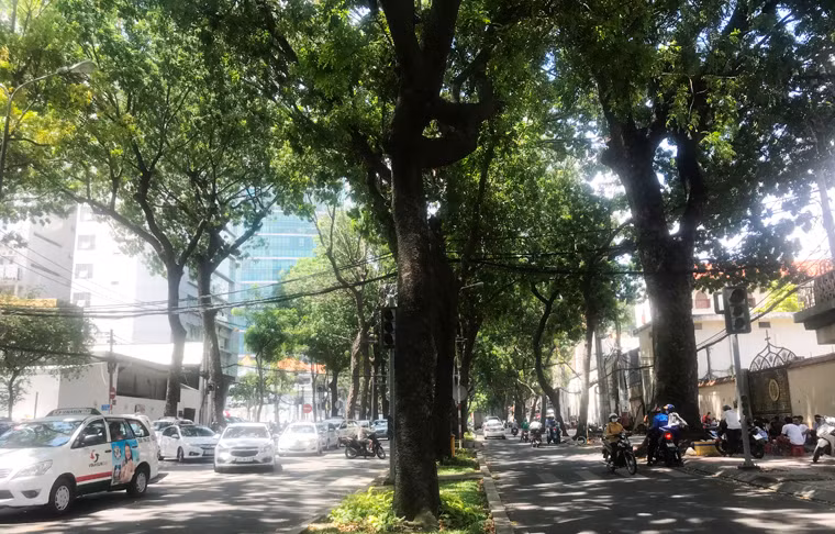 Đường Tôn Đức Thắng từ xưa đến nay được người dân TP.HCM ví như "chiếc máy điều hoà" khổng lồ làm dịu mát giữa tiết trời nóng bức.