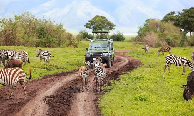 Vườn quốc gia Ruaha ở vùng Tây Nam Tanzania là nơi nổi tiếng với những chuyến tham quan xuyên rừng qua những vùng đất nguyên sơ và tĩnh lặng nhất trên thế giới. Tuy ít được biết đến, khu vườn này lại sở hữu nhiều động vật hoang dã, quý hiếm tại châu Phi. Nơi đây trở thành môi trường sống lý tưởng của khoảng 10.000 con voi, 530 loài chim, chó rừng, linh dương và tê giác.