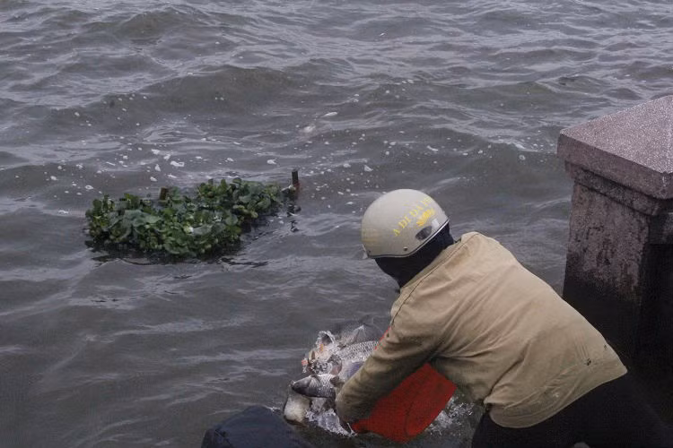 Một người dân bê cả chậu cá thả xuống hồ.