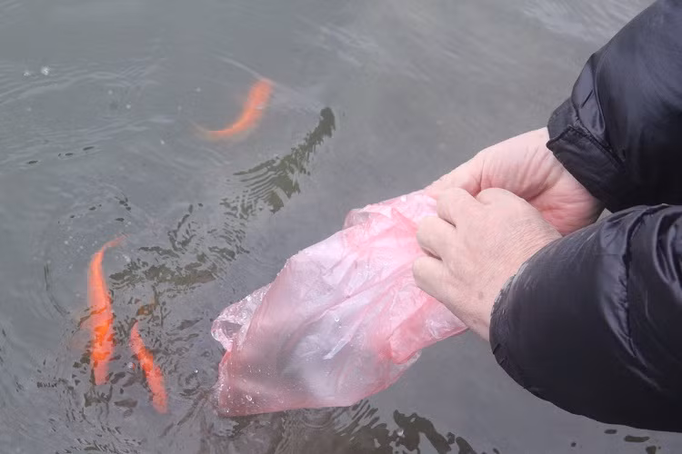 Người dân thả cá chép vàng xuống hồ