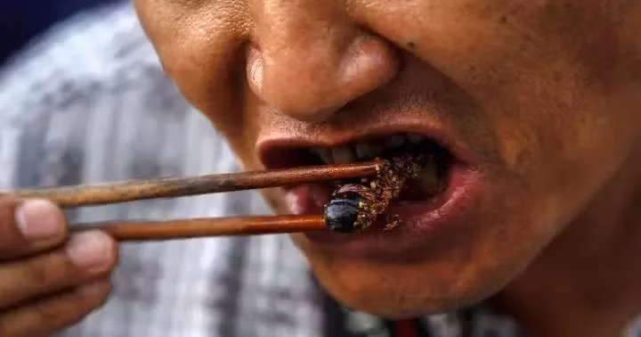 Có thể đối với đa số mọi người, gián là loài côn trùng đáng sợ, hôi hám nhưng chúng lại có tác dụng đối với sức khỏe khá kỳ diệu. Theo những người Trung Quốc, gián chứa nhiều đạm, ăn ngon và rất phù hợp để nhâm nhi.
