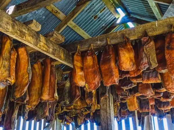 Những người Viking đã phát hiện ra rằng, việc chôn cá mập dưới cát và đá trong vài tuần có thể loại bỏ độc tố và bảo quản thịt.