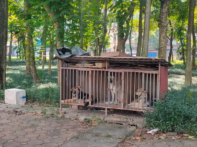 Hay khu vực vườn hoa công viên bị lấn chiếm và trở thành nơi nuôi nhốt chó. 