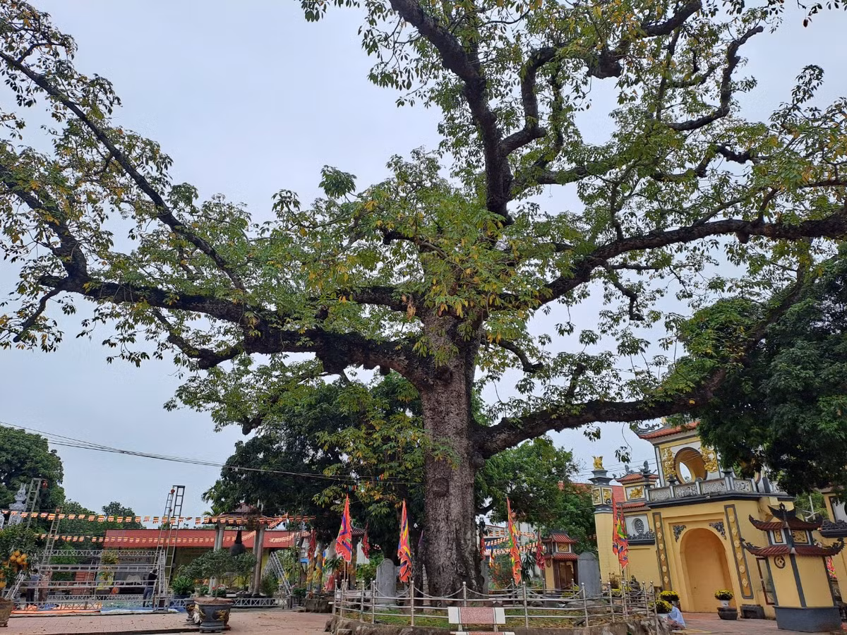 Trước cửa đền Mõ có cây gạo cổ thụ mà theo lời kể của các bậc cao niên trong vùng, do chính tay công chúa Quỳnh Trân trồng một năm sau ngày bà về đây lập am tu hành (năm 1284).