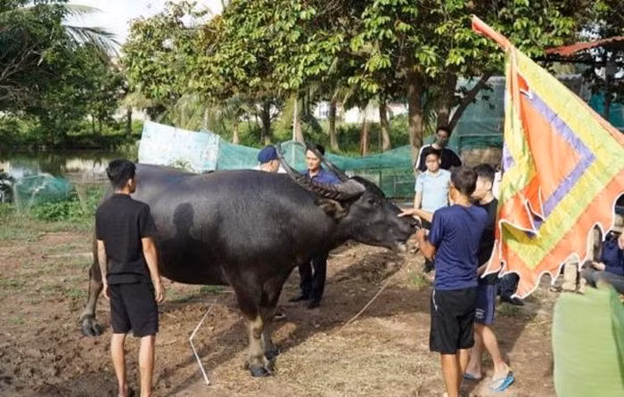 "Ông trâu" nặng nhất từ trước đến nay tại Lễ hội chọi trâu Đồ Sơn - Hình 2 Ông trâu nặng nhất từ trước đến nay. Ảnh: V.Minh