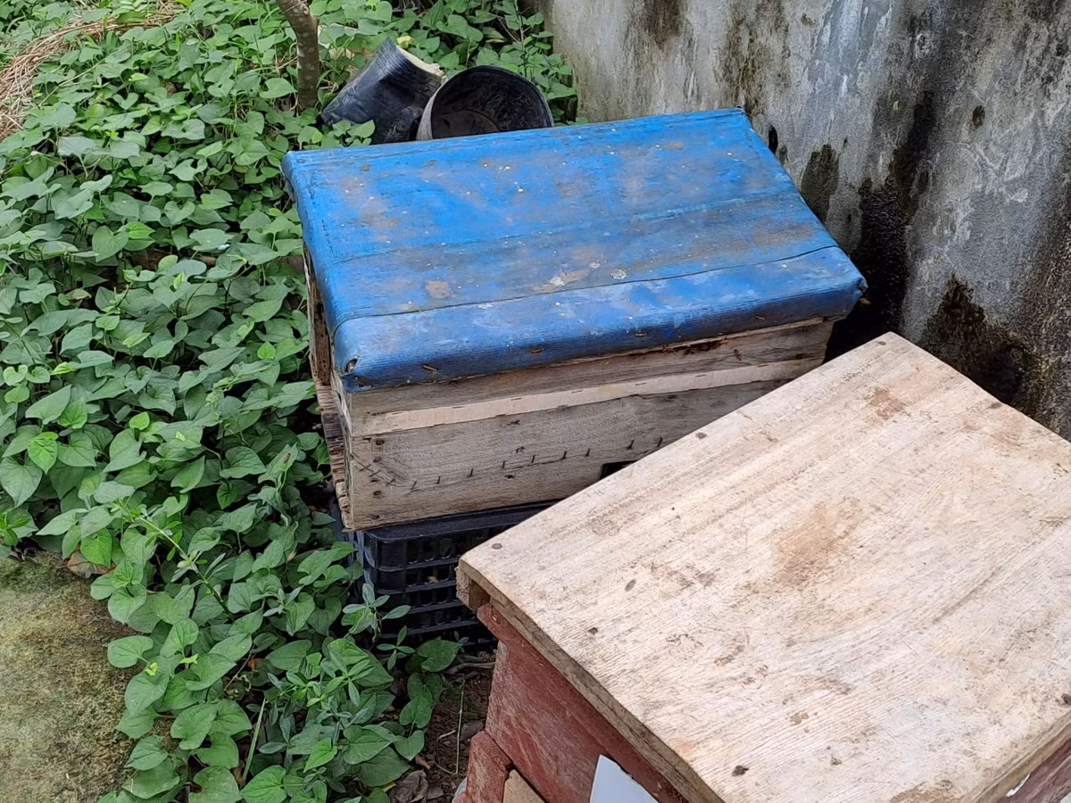 Đến khoảng tháng 8 - 9, sản lượng hoa rừng ngập mặn ít đi thì người nuôi ong lại di chuyển đàn ong sang địa phương bên cạnh là phường Bàng La (quận Đồ Sơn) - nơi có hàng trăm ha táo Bàng La trổ hoa để ong hút mật. Riêng những tháng không có hoa, nếu bắt buộc phải cho ong ăn đường để sống, duy trì đàn thì ông Tùng cũng không dùng mật trong thời gian này để bán…”
