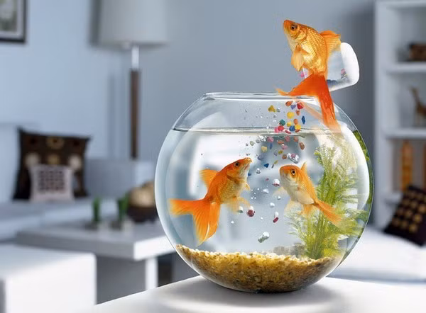 Cá vàng biểu tượng cho sự thông minh, trầm lắng và cuộc sống dài lâu. Nó thường xuất hiện và có ý nghĩa trong nhiều tín ngưỡng tôn giáo khác nhau: Đặt bể cá vàng trong nhà sẽ giúp gia chủ có nhiều tiền của, may mắn dồi dào do nó có thể thu hút nguồn sinh khí tài lộc mạnh mẽ từ đất trời. Ở thời Ai Cập cổ đại, cá vàng là nguồn động lực nhằm cổ vũ tinh thần cho con người. Nó cũng mang lại niềm hạnh phúc trong cuộc sống hôn nhân hoặc các mối quan hệ ngoài xã hội theo quan điểm Hy Lạp.