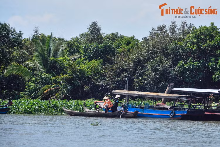Cù Lao Tân Phong nhìn từ sông Tiền. Nằm ở địa phận huyện Cai Lậy, cù lao này là một vựa trái cây lớn, đồng thời là điểm du lịch sinh thái nổi tiêng của tỉnh Tiền Giang.