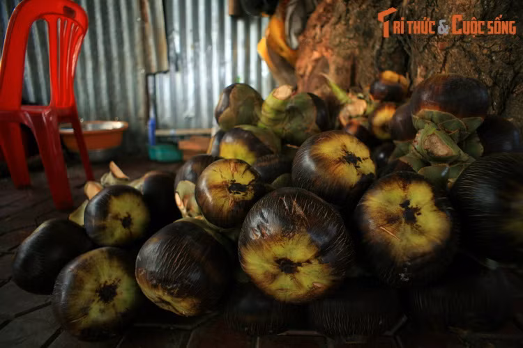  Trái thốt nốt tại khu du lịch Thạch Động, Hà Tiên. Thốt nốt (Borassus flabellifer) cũng là cây họ Cau, mọc nhiều ở các sinh cảnh khô ráo phía Nam châu Á. Trái thốt nốt có cùi màu trắng mọng nước, có thể ăn tươi hoặc dùng chế nước giải khát.