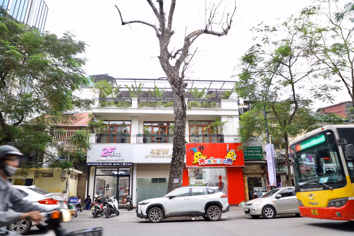 Tại số 42W Lý Thường Kiệt một cây có dấu hiệu chết khô đã lâu nhưng chưa được xử lý. Cây có chiều cao hơn toà nhà 3 tầng đối diện.