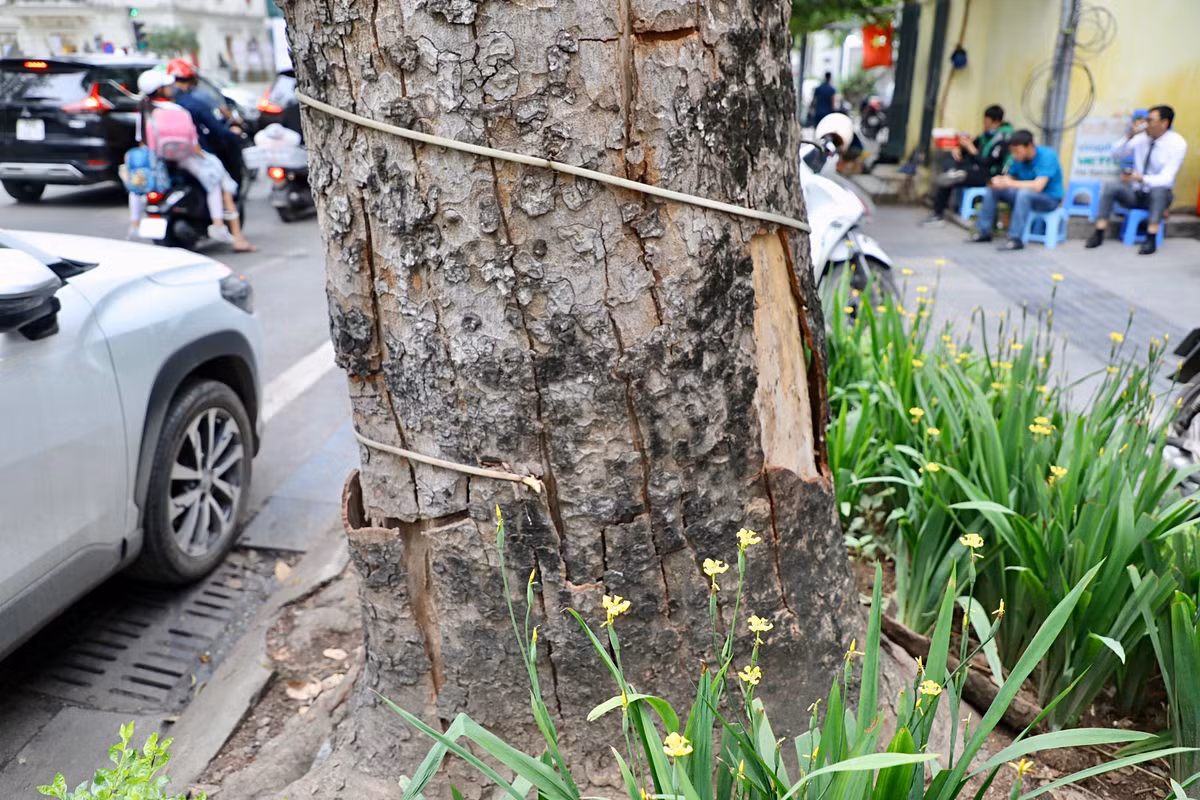 Thân cây đã bong tróc vỏ, vỡ toác, lộ rõ phần gỗ bên trong đã khô héo.
