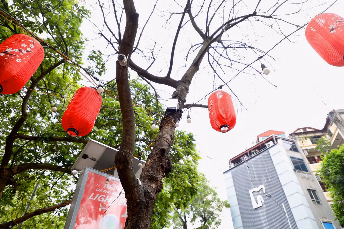 Tại số 55B Hai Bà Trưng cũng có thêm một cây đã có dấu hiệu chết khô. Người dân gần đây cho biết cây đã trơ trụi lá từ lâu, thân cũng bị mối mọt, không có biểu hiện sự sống.