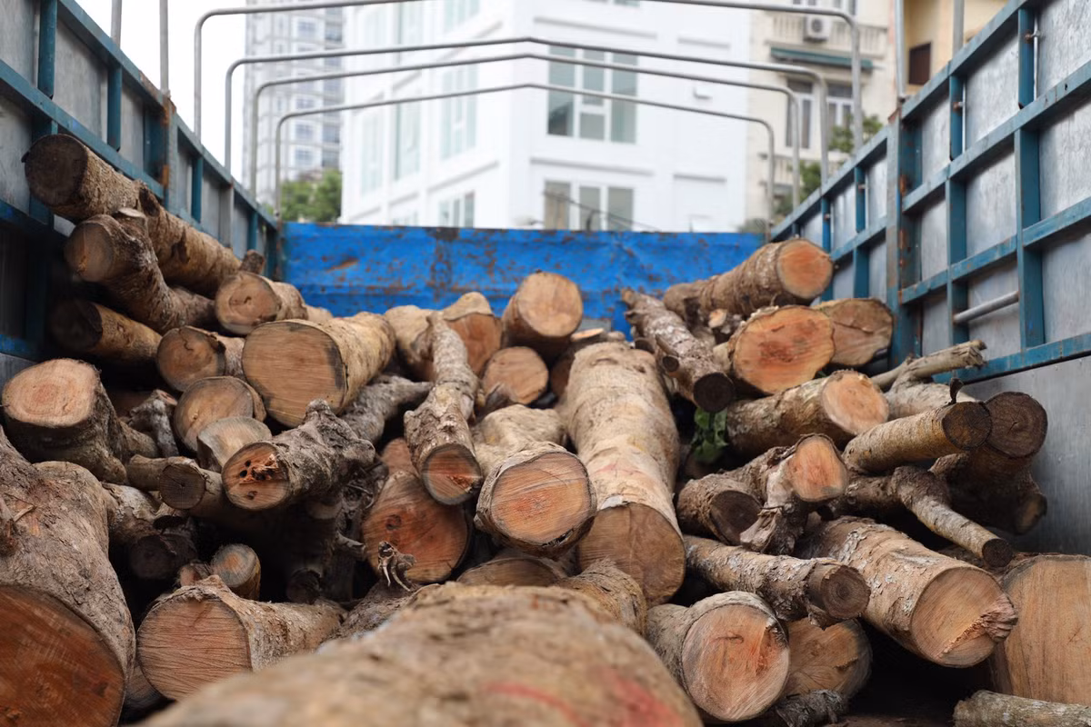 Hàng cây chết khô trên đường Huỳnh Thúc Kháng kéo dài là cây nhội, thường mọc ở đồi núi. Loại cây này thuộc dòng cây thân gỗ, có thể cao tới hơn 20m, tán lá rộng nên được trồng trong các thành phố để tạo bóng mát.