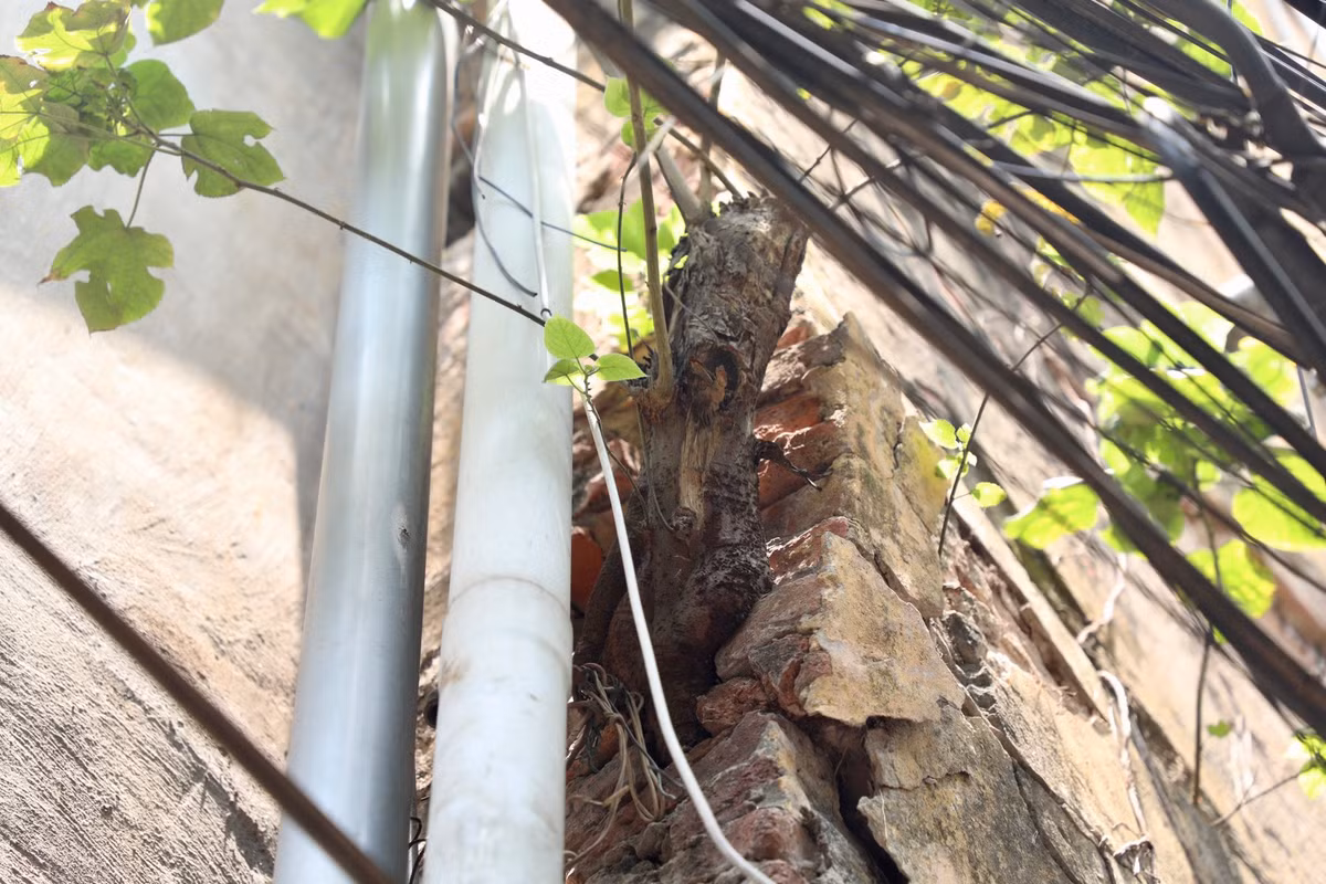 Một gốc cây mọc từ trong tường, khiến kết cấu tường gạch nứt vỡ.