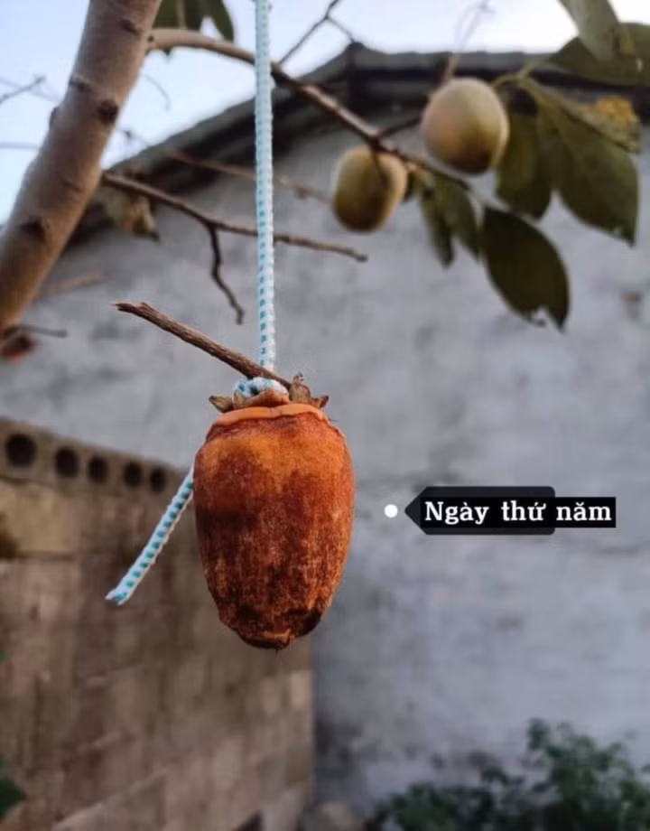 Tuy nhiên đến ngày thứ 4, thứ 5 thì có gì đó sai sai. Qủa hồng bắt đầu thâm lại và xuất hiện vết hỏng. Theo nhiều cư dân mạng chia sẻ, từ công đoạn ban đầu treo lên đã không đúng, bởi hồng chỉ treo trước gió chứ không phải nắng.