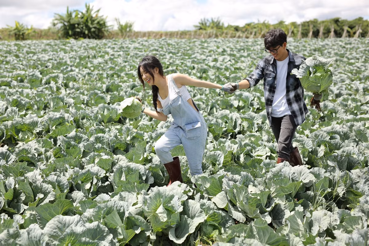 Một cặp đôi tại Lâm Đồng đã gây sốt cộng đồng mạng với bộ ảnh cưới đẹp lung linh được chụp ngay tại khu vườn bắp cải rộng 8.000m2 do chính mình tự trồng. Lúc nhận ảnh xong thì cả hai rất vui và thích thú vì có 1 bộ ảnh xinh hơn cả sự tưởng tượng. Ảnh: Facebook