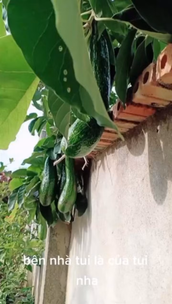 Những hình ảnh về cây "phản chủ" mọc vươn sang nhà hàng xóm khiến chủ nhân của nó chỉ biết "khóc thét".