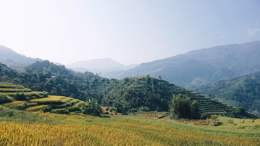 Ruộng bậc thang Hồ Thầu nơi đây cao ngút, rộng mênh mông, đều và có độ dốc ít. Ngắm mùa lúa chín tại đây cũng vô cùng lý tưởng. Ảnh: instagram: vuonglingsoul