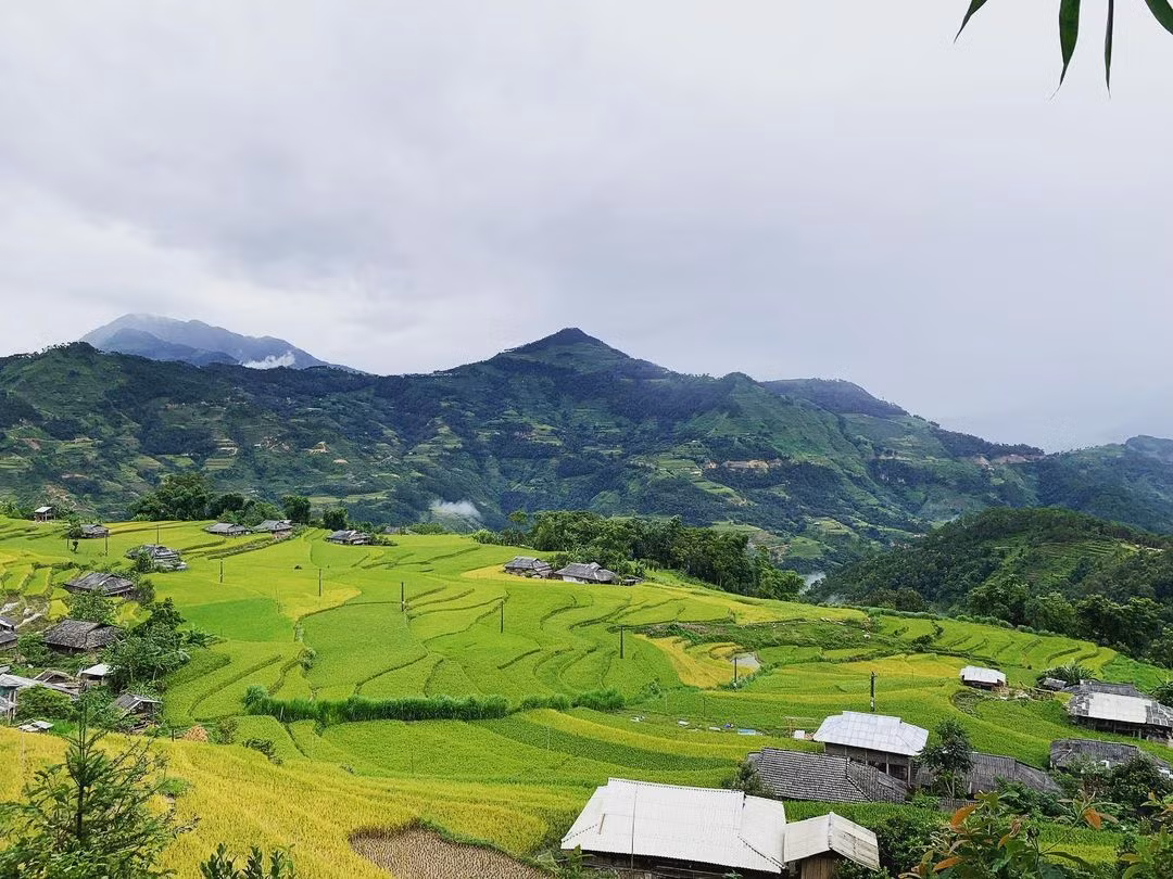 Hoàng Su Phì là một huyện vùng cao nằm phía tây Hà Giang, nơi đây là địa điểm nằm trong top ngắm mùa lúa chín tại Hà Giang. Ảnh: instagram: lethingoctu2012