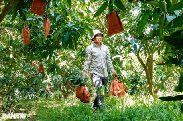 Độc lạ xoài in linh vật rồng bán “đắt như tôm tươi“ - Hình 2 Doc la xoai in linh vat rong ban “dat nhu tom tuoi“-Hinh-2