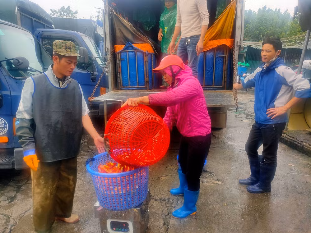 Chị Nguyễn Mai Thuận tiểu thương chợ Bách Khoa cho biết: "Mọi năm kinh tế tốt thì phải nhập cá to đẹp, bán đắt vẫn có người mua. Năm nay kinh tế khó khăn tôi chỉ dám nhập loại trung bình, cũng không dám nhập nhiều. Có 30 cân cá thôi mà đang lo ế". 