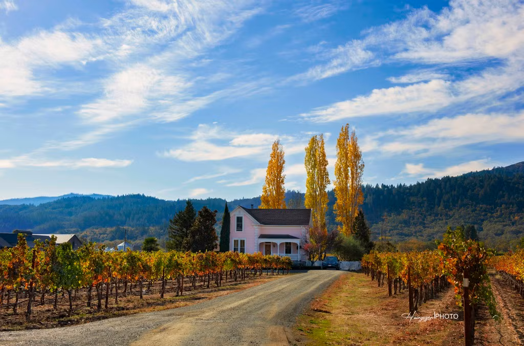 Napa là nơi sản xuất rượu vang nổi tiếng nhất của nước Mỹ, chỉ cách thành phố San Francisco có 1,5 giờ chạy xe. Ảnh: Hai Nguyễn.