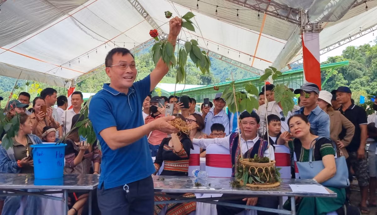 Đấu giá sâm Ngọc Linh ủng hộ quỹ xóa nhà tạm cho hộ nghèo Dau gia sam Ngoc Linh ung ho quy xoa nha tam cho ho ngheo