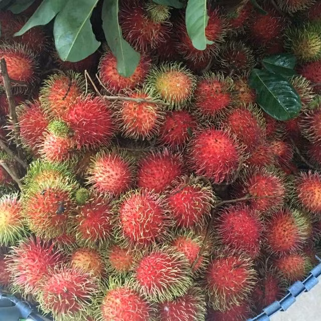 Một công dụng tuyệt vời khác của quả chôm chôm chính là giúp cơ thể kiểm soát các cơn chóng mặt và mệt mỏi do thiếu máu. Ảnh lozi.