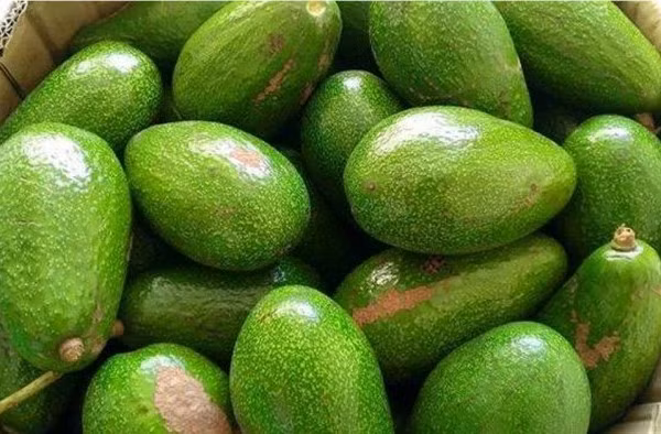 Bơ cũng là trái cây có khả năng đốt cháy mỡ bụng “thần tốc”. Loại quả này chứa các axit béo omega 9 - chất béo không bão hòa đơn rất tốt cho sức khỏe. Ảnh caphedennguyenchat.