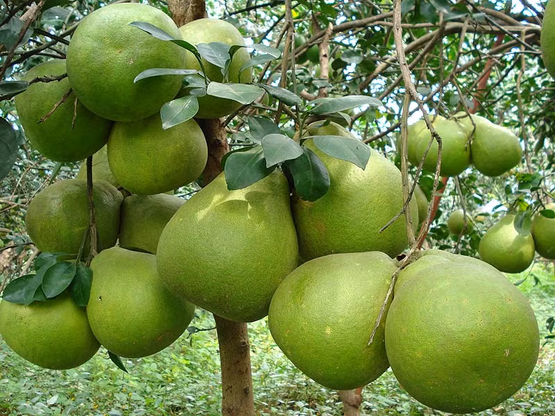 Bưởi là một trong những loại trái cây hàng đầu giúp đốt cháy mỡ bụng cực nhanh. Loại quả này chứa lượng vitamin C cao gấp 2- 4 lần lượng vitamin C có trong cam và quýt. Ảnh sfarm.
