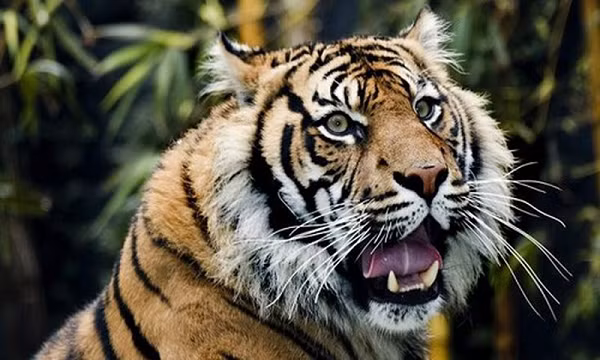 Hổ Sumatra không sợ nước và bơi giỏi. Đặc biệt chúng có màng chân giữa các ngón chân. Hiện nay nông dân đã nhận ra lợi ích của hổ Sumatra khi chúng săn những con lợn rừng hay phá hoại mùa màng.