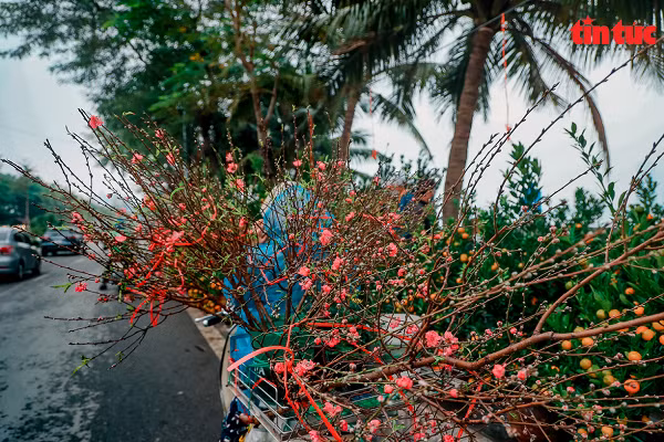 Các điểm bán hoa, cây cảnh Tết xuất hiện hai bên đường Lạc Long Quân.