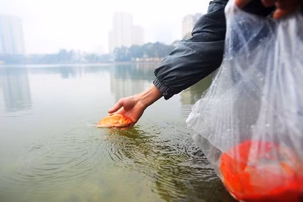 Những con cá để dâng lên Táo Quân không nhất thiết phải là con cá to, miễn sao cá khỏe mạnh, không bị trầy xước, mất vảy là được. Để thử độ khỏe mạnh của cá, bạn có thể chạm nhẹ vào mặt nước chậu đựng cá, nếu thấy cá bơi nhanh, quẫy mạnh thì đó là con cá khỏe mạnh.