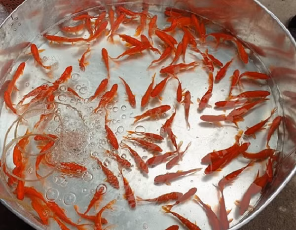 Ông Nguyễn Cung Phó Chủ nhiệm bộ môn Cận Tâm Lý thuộc Viện Nghiên cứu và Ứng dụng tiềm năng con người; Phó giám đốc trung tâm nghiên cứu và ứng dụng văn hóa Á Đông đã có chia sẻ liên quan đến vấn đề này với báo chí.