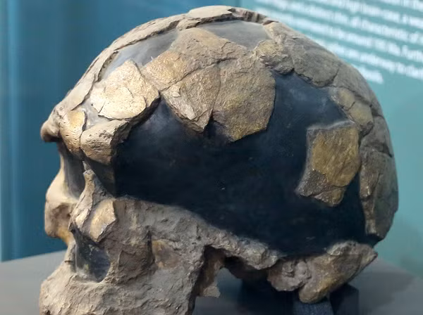  Hài cốt hóa thạch Omo I được khai quật giữa tro núi lửa tại Ethiopia năm 1960, nó thuộc về Homo sapiens, tức "người tinh khôn" hay "người hiện đại", tức loài của chúng ta.