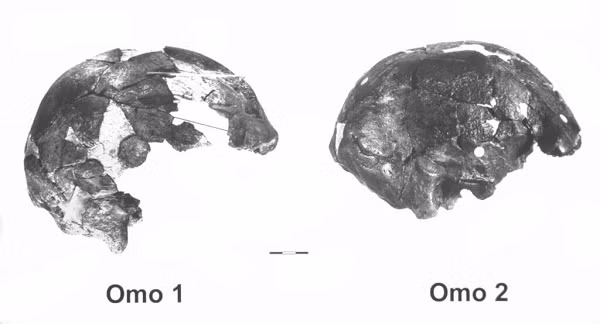 Điều này có ý nghĩa vô cùng to lớn. "các hóa thạch Homo sapiens được tìm thấy trước đây chỉ khoảng 200.000 năm tuổi trở xuống", tiến sĩ Céline Vidal từ Khoa Địa lý Đại học Cambridge, tác giả chính của bài báo cho biết.