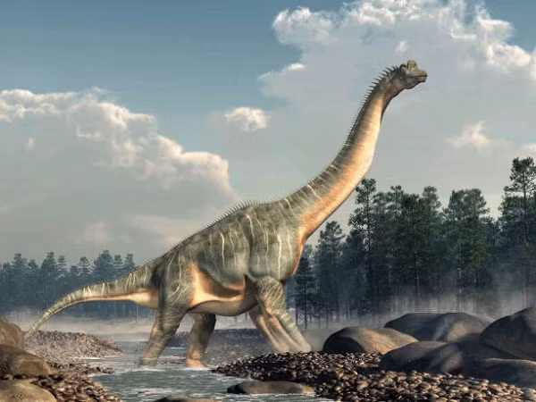 Để tồn tại, mỗi con Sauropod phải ăn ít nhất 200 kg thực vật/ngày, và dĩ nhiên khi chúng muốn thì chúng có thể ăn hơn thế rất nhiều. Sẽ không có gì đáng ngạc nhiên nếu mỗi khi chúng đi qua 1 khu rừng nào đó, khu rừng ấy sẽ trở nên trơ trụi.