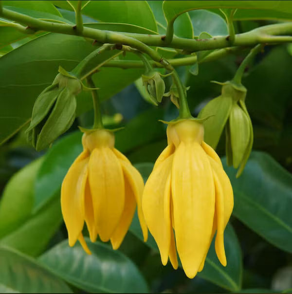 Tinh dầu Ylang Ylang là một trong những thành phần chính của nước hoa huyền thoại Chanel số 5. Mùi thơm của tinh dầu Ylang Ylang thường được pha trộn khá tốt với phần lớn các loại mùi cây cỏ, hoa quả và gỗ. 