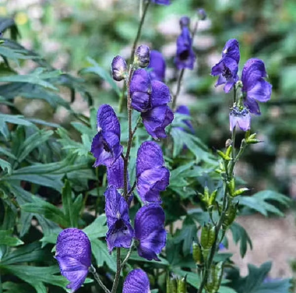  Cây ô đầu có danh pháp khoa học là Monkshood, Aconitum napellus. Ngoài ra nó còn có nhiều tên gọi khác nhau như ấu tàu, phụ tử, thảo ô, xuyên ô, ú tàu (Tày), co u tàu (Thái), ấu tẩu…
