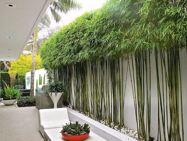 Trong số những cây nên trồng trước cửa nhà, không thể kể thiếu các loai trúc, tre. Hai loại cây này dáng mảnh, cao ráo, vừa mang nét mềm mại vừa mang nét oai phong của người quân tử, dù gặp mưa gió bão bùng vẫn hiên ngang nên có khả năng xua đi rủi ro, đem lại may mắn cho gia chủ.