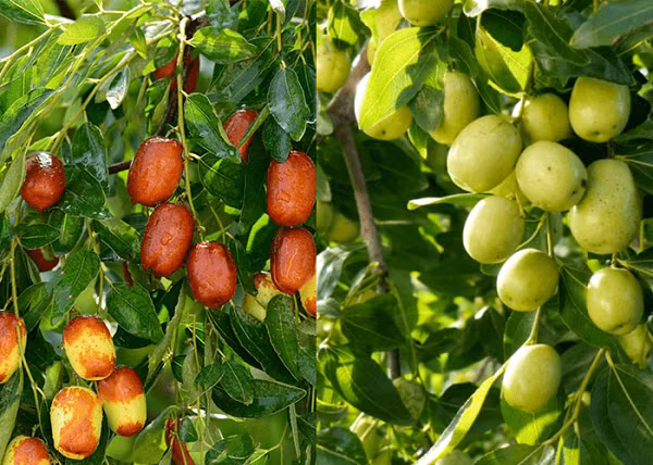 Quả táo tàu có vị ngọt thanh, mang giá trị dinh dưỡng cao. Người xưa coi đây như là một vị thuốc thần. cây táo tàu còn được mọi người đặt cho ý nghĩa là "sớm sinh quý tử". Đồng thời, táo tàu còn mang biểu tượng của sự tốt lành, làm ăn phát tài, phát lộc.