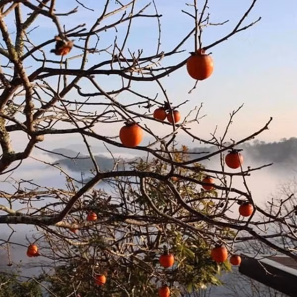 Đặc biệt, hồng thường chín vào mùa thu đông, khi Mặt trời lặn, sương muối sẽ vương trên những quả hồng đỏ rực tạo ra những ánh bạc trong đêm. Những hình ảnh này đã khiến người xưa cho rằng "phía Tây trồng hồng là bạc".