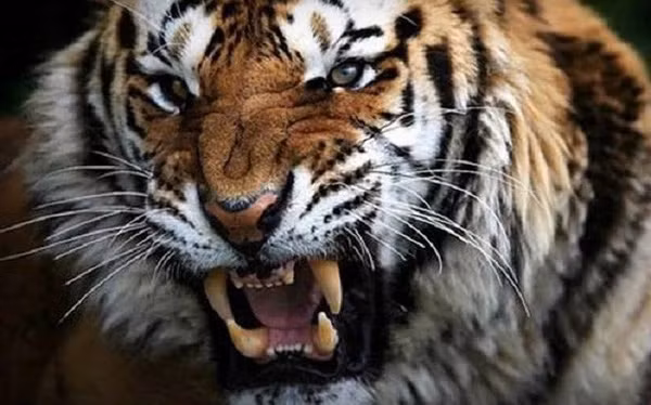 Trong số các loại mèo khổng lồ, chỉ có hổ và báo đốm Mỹ (jaguar) là bơi tốt, và thông thường người ta hay thấy hổ tắm trong ao, hồ và sông. Hổ thường làm mát cơ thể bằng cách ngâm mình dưới nước.