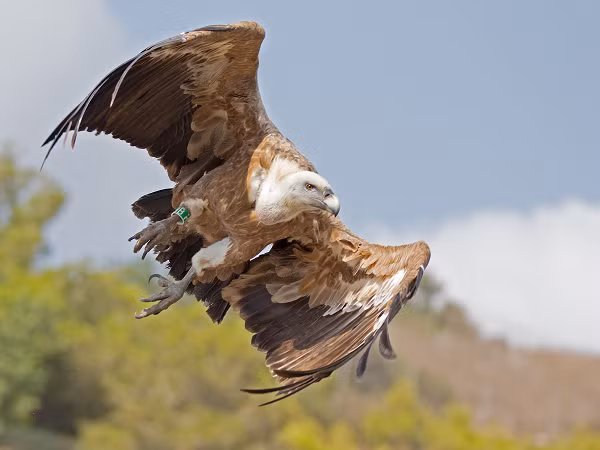 Nhìn kỹ hơn, con kền kền này lại có vẻ ngoài giống với kền kền Griffon (Tên khoa học là Gyps fulvus). Không thuộc hai loài chim kền kền từng tồn tại ở Việt Nam là kền kền mỏ nhọn và kền kền Băng Gan.